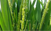 令和5年産 岡山西大寺の幸せ 特別栽培米 にこまる 数量限定 5kg [No.5220-0781]