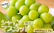 岡山県産 ぶどう 2024年 先行予約 シャインマスカット 晴王 600g以上 1房 種無し ブドウ 葡萄 フルーツ 果物 ギフト 