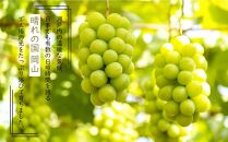 岡山県産 ぶどう 2024年 先行予約 シャインマスカット 晴王 600g以上 1房 種無し ブドウ 葡萄 フルーツ 果物 ギフト 