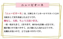 岡山県産 ぶどう 2025年 先行予約 ニュー ピオーネ 約500g×2房 種無し ブドウ 葡萄 フルーツ 果物 ギフト