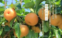 岡山県産 あたご梨 2玉 合計約1.8kg 梨 なし 果物 フルーツ 2024年 