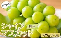 岡山県産 ぶどう 2024年 先行予約 シャイン マスカット 晴王 約2kg 3～6房 種無し ブドウ 葡萄 フルーツ 果物 ギフト 