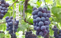 岡山県産 ぶどう 2024年 先行予約 ニューピオーネ 約2kg 3～6房 種無し ブドウ 葡萄 フルーツ 果物 ギフト 