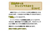 ※品切れ※ぶどう 2024年 先行予約 シャイン マスカット 【9月上旬～順次発送分】約2kg 糖度抜群！ ブドウ 葡萄 岡山県産 国産 フルーツ 果物 ギフト