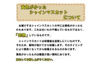 ぶどう 2025年 先行予約 受付 シャインマスカット【 晴王 】【 8月発送分 】1房（約650g）秀品 【配送不可：離島】