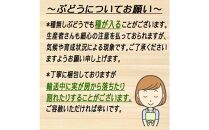 ぶどう 2025年 先行予約 受付 シャインマスカット【 晴王 】【 8月発送分 】1房（約650g）秀品 【配送不可：離島】