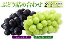 ぶどう［2025年先行予約］晴王 シャインマスカット 2～3房＆ニューピオーネ 2～3房（計3kg以上） 詰め合わせ 岡山県産