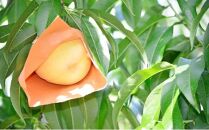 桃&nbsp;2025年&nbsp;&nbsp;白桃&nbsp;3玉入り&nbsp;等級:&nbsp;ロイヤル&nbsp;糖度12.0度以上&nbsp;合計800g前後&nbsp;もも&nbsp;モモ&nbsp;岡山県産&nbsp;国産&nbsp;フルーツ&nbsp;果物&nbsp;ギフト