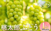 ぶどう&nbsp;2026年&nbsp;&nbsp;桃太郎&nbsp;ぶどう&nbsp;1房&nbsp;500g前後&nbsp;ブドウ&nbsp;葡萄&nbsp;&nbsp;岡山県産&nbsp;国産&nbsp;フルーツ&nbsp;果物&nbsp;ギフト