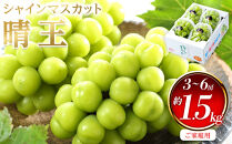 ぶどう&nbsp;2026年&nbsp;&nbsp;ご家庭用&nbsp;シャイン&nbsp;マスカット&nbsp;晴王&nbsp;3～6房&nbsp;約1.5kg&nbsp;ブドウ&nbsp;葡萄&nbsp;&nbsp;岡山県産&nbsp;国産&nbsp;フルーツ&nbsp;果物