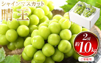 ぶどう&nbsp;2026年&nbsp;&nbsp;ご家庭用&nbsp;シャイン&nbsp;マスカット&nbsp;晴王&nbsp;約500g×2房&nbsp;ブドウ&nbsp;葡萄&nbsp;&nbsp;岡山県産&nbsp;国産&nbsp;フルーツ&nbsp;果物