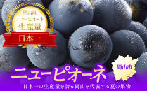 ぶどう&nbsp;2026年&nbsp;ご家庭用&nbsp;ニュー&nbsp;ピオーネ&nbsp;3～6房&nbsp;約1.5kg&nbsp;ブドウ&nbsp;葡萄&nbsp;&nbsp;岡山県産&nbsp;国産&nbsp;フルーツ&nbsp;果物