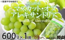 ぶどう 2024年 先行予約 マスカット ・オブ・アレキサンドリア 約600g×1房 6月下旬～7月下旬発送分 ブドウ 葡萄  岡山県産 国産 フルーツ 果物 ギフト