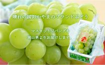 ぶどう 2024年 先行予約 マスカット ジパング 約700g×1房 ブドウ 葡萄  岡山県産 国産 フルーツ 果物 ギフト