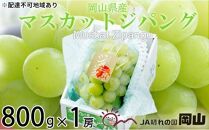 ぶどう 2024年 先行予約 マスカット ジパング 約800g×1房 ブドウ 葡萄  岡山県産 国産 フルーツ 果物 ギフト