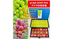 ぶどう 2025年 先行予約 クイーンニーナ 大粒のみ 36粒 ＪＥＷＥＬＢＯＸ ギフト 贈り物 岡山 国産 果物 フルーツ