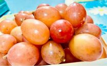 ぶどう&nbsp;2026年&nbsp;&nbsp;クイーンニーナ&nbsp;大粒のみ&nbsp;36粒&nbsp;ＪＥＷＥＬＢＯＸ&nbsp;ギフト&nbsp;贈り物&nbsp;岡山&nbsp;国産&nbsp;果物&nbsp;フルーツ