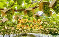 ぶどう 2025年 先行予約 シャインマスカット 秀品 約500g 1房 農林大臣賞受賞 岡山 国産 果物 フルーツ シャイン マスカット 2025年6月下旬から発送