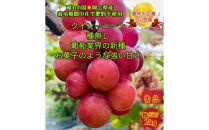 ぶどう 2025年 先行予約 クイーンニーナ 秀品 粒だけ 約2kg 岡山 国産 果物 フルーツ  2025年8月上旬から発送