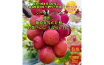 ぶどう 2025年 先行予約 クイーンニーナ 秀品 粒だけ 約3kg 岡山 国産 果物 フルーツ  2025年8月上旬から発送