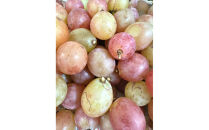 ぶどう&nbsp;2026年&nbsp;クイーンニーナ&nbsp;厳選&nbsp;秀品&nbsp;粒だけ&nbsp;約3kg&nbsp;岡山&nbsp;国産&nbsp;果物&nbsp;フルーツ&nbsp;&nbsp;2026年8月上旬から発送