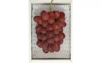 ぶどう&nbsp;2026年&nbsp;紫苑&nbsp;1房&nbsp;約600g&nbsp;岡山県産&nbsp;お届け&nbsp;11月上旬～11月下旬【葡萄&nbsp;ぶどう&nbsp;果物&nbsp;フルーツ&nbsp;新鮮&nbsp;岡山県&nbsp;岡山市&nbsp;おすすめ&nbsp;人気】