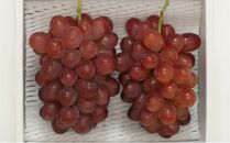 ぶどう&nbsp;2026年&nbsp;紫苑&nbsp;2房&nbsp;約1.2kg&nbsp;岡山県産&nbsp;お届け&nbsp;11月上旬～11月下旬【葡萄&nbsp;ぶどう&nbsp;果物&nbsp;フルーツ&nbsp;新鮮&nbsp;岡山県&nbsp;岡山市&nbsp;おすすめ&nbsp;人気】