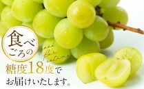 ぶどう 2024年 先行予約 黒川農園 自慢 ! の 大粒 大房 シャイン マスカット 1房 700g以上 ブドウ 葡萄  岡山県産 国産 フルーツ 果物 ギフト 