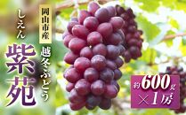 【受付停止中】五果苑 越冬ぶどう 紫苑（しえん）1房（1房約600g）