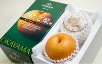 梨 2024年 先行予約 あたご梨 約900g×2玉 化粧箱 ナシ なし 岡山県産 国産 フルーツ 果物 ギフト 石原果樹園