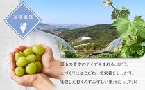 ぶどう 2025年 先行予約 シャイン マスカット 2房 合計約1kg  種無し ブドウ 葡萄 岡山市産 国産 フルーツ 果物 渡邊農園