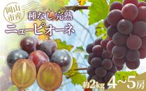 ぶどう 2025年 先行予約 種なし完熟 ニューピオーネ 約2kg（4～5房）岡山市産 渡邊農園