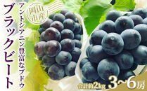 ぶどう&nbsp;2026年&nbsp;アントシアニン豊富な&nbsp;ブラックビート&nbsp;3～6房&nbsp;合計約2kg&nbsp;ブドウ&nbsp;葡萄&nbsp;&nbsp;&nbsp;岡山市産&nbsp;国産&nbsp;フルーツ&nbsp;果物&nbsp;渡邊農園