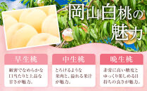 桃&nbsp;2026年&nbsp;贈答用&nbsp;岡山&nbsp;白桃&nbsp;&nbsp;約2kg（5～7玉）【白桃&nbsp;桃&nbsp;モモ&nbsp;岡山県&nbsp;岡山市産&nbsp;国産&nbsp;フルーツ&nbsp;果物&nbsp;ギフト&nbsp;新鮮&nbsp;おすすめ&nbsp;人気&nbsp;贈答品】
