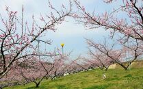 桃 2026年 贈答用 岡山 清水 白桃  約2kg（5～7玉） 【白桃 桃 モモ 岡山県 岡山市産 国産 フルーツ 果物 ギフト 新鮮 おすすめ 人気 贈答品】