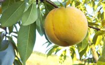 固めの 桃  2024年 先行予約 ご家庭用 岡山 の 桃 晩生種 約2kg（5～9玉）（黄金桃の場合もあります） もも モモ 岡山県 岡山市産 国産 フルーツ 果物