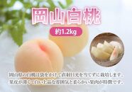 【8月お届け】岡山白桃1.2kg（4～6玉）