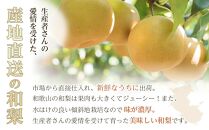 和歌山県産 旬の梨 3玉（4Lサイズ） 【2024年8月中旬以降順次発送】【MG18】