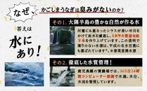 うなぎ 蒲焼 160g×3尾【鹿児島産】地下水で育てた絶品鰻