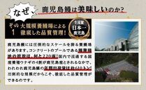 うなぎ 蒲焼 160g×3尾【鹿児島産】地下水で育てた絶品鰻