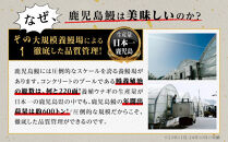 うなぎ&nbsp;蒲焼&nbsp;200g×2尾【鹿児島産】地下水で育てた絶品鰻