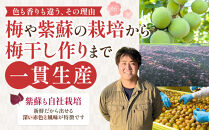 梅干し&nbsp;800g&nbsp;無添加&nbsp;訳あり&nbsp;わけあり&nbsp;塩分&nbsp;15&nbsp;%&nbsp;うめぼし&nbsp;梅干&nbsp;まごころ手作り梅干し&nbsp;田舎&nbsp;昔ながらの味&nbsp;伝統&nbsp;伝統製法&nbsp;すっぱい&nbsp;しょっぱい&nbsp;まろやか&nbsp;クエン酸&nbsp;カルシウム&nbsp;鉄&nbsp;夏バテ&nbsp;疲労回復&nbsp;精菌作用&nbsp;美味しい&nbsp;宮城県&nbsp;角田市