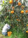農家直送！なつみオレンジ 家庭用10kg【平武農園】～蛍飛ぶ町から旬の便り～