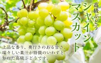 ★一時受付停止中★ぶどう 2024年 先行予約 ニュー ピオーネ 1房（480g以上） シャイン マスカット 1房（480g以上）