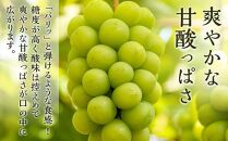 ★一時受付停止中★ぶどう 2024年 先行予約 瀬戸 ジャイアンツ 2房（1房480g以上） ブドウ 葡萄  岡山県産 国産 フルーツ 果物 ギフト