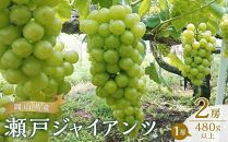 ぶどう&nbsp;2026年&nbsp;&nbsp;瀬戸&nbsp;ジャイアンツ&nbsp;2房（1房480g以上）&nbsp;ブドウ&nbsp;葡萄&nbsp;&nbsp;岡山県産&nbsp;国産&nbsp;フルーツ&nbsp;果物&nbsp;ギフト&nbsp;|&nbsp;瀬戸ジャイアンツ&nbsp;果物&nbsp;フルーツ&nbsp;新鮮&nbsp;ブドウ&nbsp;葡萄&nbsp;&nbsp;岡山&nbsp;国産&nbsp;ギフト&nbsp;おすすめ&nbsp;人気