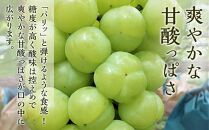 ぶどう&nbsp;2026年&nbsp;&nbsp;瀬戸&nbsp;ジャイアンツ&nbsp;2房（1房480g以上）&nbsp;ブドウ&nbsp;葡萄&nbsp;&nbsp;岡山県産&nbsp;国産&nbsp;フルーツ&nbsp;果物&nbsp;ギフト&nbsp;|&nbsp;瀬戸ジャイアンツ&nbsp;果物&nbsp;フルーツ&nbsp;新鮮&nbsp;ブドウ&nbsp;葡萄&nbsp;&nbsp;岡山&nbsp;国産&nbsp;ギフト&nbsp;おすすめ&nbsp;人気