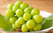 ぶどう&nbsp;2026年&nbsp;&nbsp;シャイン&nbsp;マスカット&nbsp;晴王&nbsp;2房（1房600g以上）&nbsp;|&nbsp;シャインマスカット&nbsp;シャイン&nbsp;マスカット&nbsp;果物&nbsp;フルーツ&nbsp;新鮮&nbsp;ブドウ&nbsp;葡萄&nbsp;&nbsp;岡山&nbsp;国産&nbsp;ギフト&nbsp;おすすめ&nbsp;人気