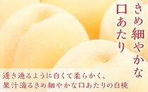 桃 ぶどう 2024年 先行予約 岡山の 果物 詰合せ 岡山 白桃 2玉 ニュー ピオーネ 2房 化粧箱入り岡山県産 国産 フルーツ 果物 ギフト [No.5220-1144]