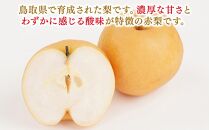 【先行予約】梨 新興梨 鳥取産 5kg× 1箱
